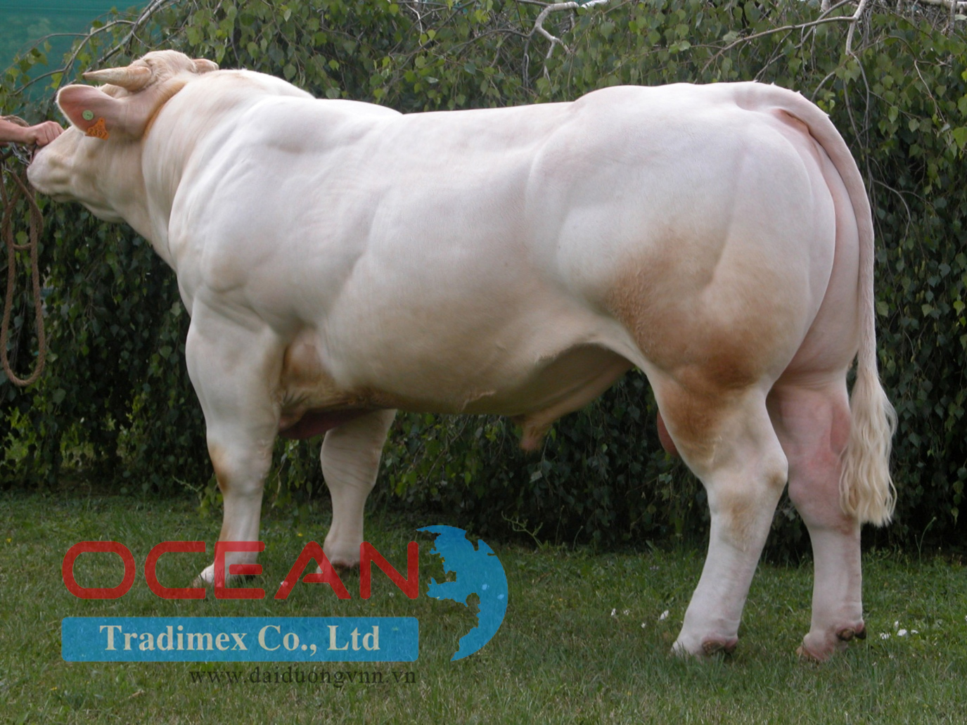 Tên đực giống: TOZEUR